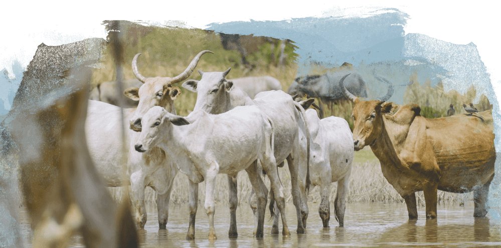 cattle
