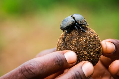 IN FOCUS: AFRICA’S TRANSFRONTIER CONSERVATION AREAS AND PROTECTING BIODIVERSITY