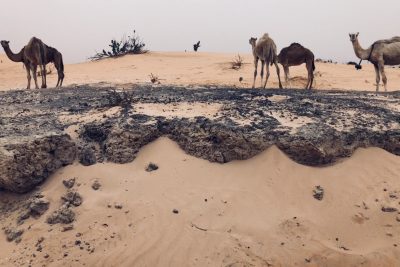 Uncovering the socio-economic potential of Groundwater-dependent Ecosystems in the Sahel