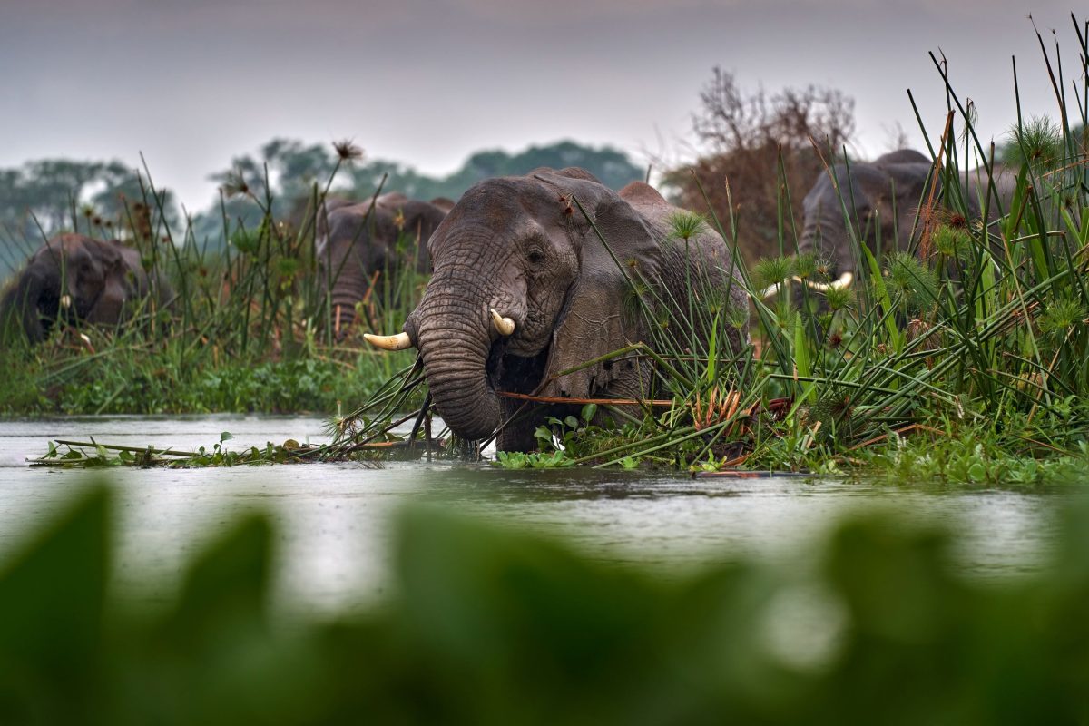 Protecting Lake Victoria For A Green Resilient And Inclusive Future